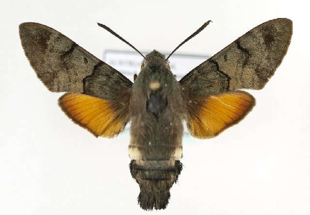 Image of humming-bird hawk moth