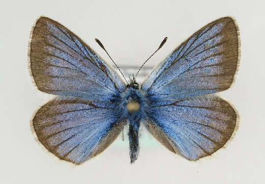 Image of Polyommatus damon