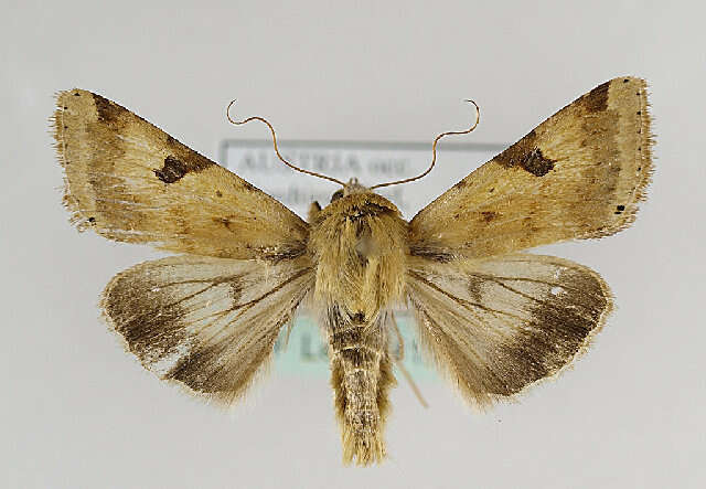 Image of <i>Heliothis peltigera</i>