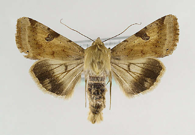 Image of <i>Heliothis peltigera</i>