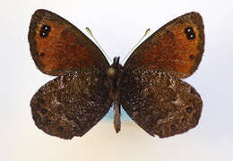 Image of Erebia montanus De Prunner 1798