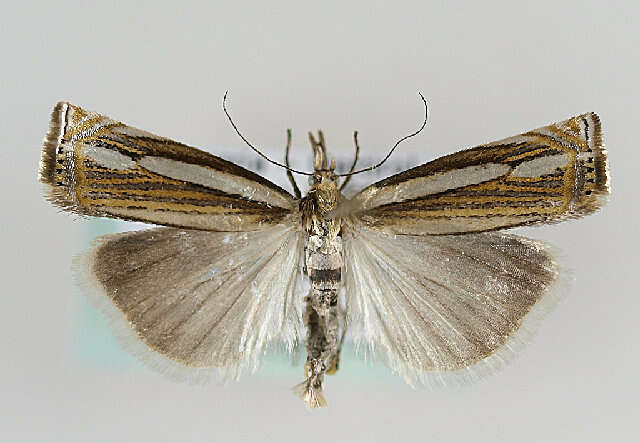 Crambus silvella Hübner (1810) resmi