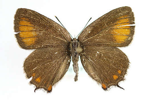 Image of <i>Satyrium ilicis</i>