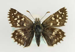 Image of Checkered-Skippers