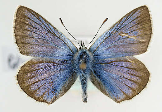 Image of Polyommatus damon