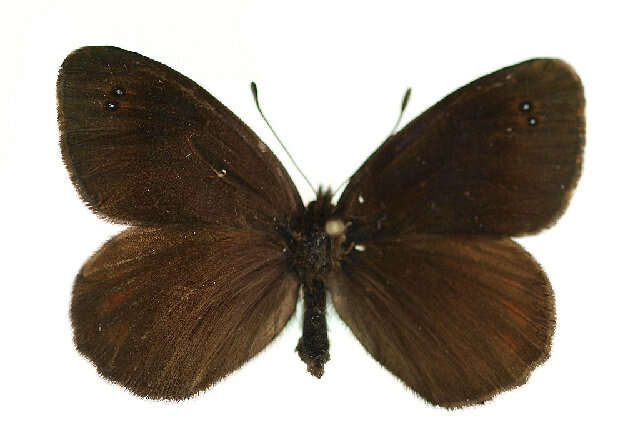 Sivun <i>Erebia stirius</i> kuva