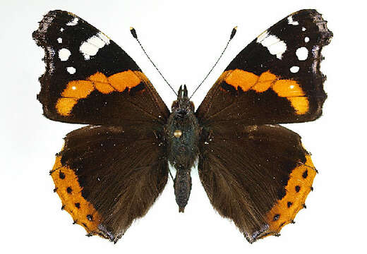 Image of Ladies and Red Admiral