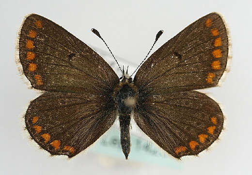 صورة Plebejus agestis