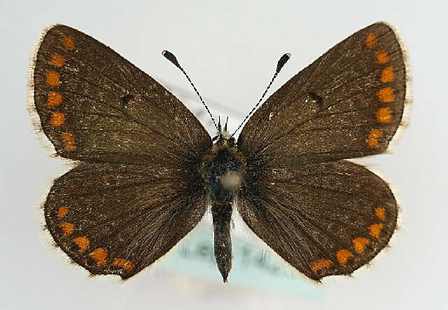 Image of Plebejus agestis