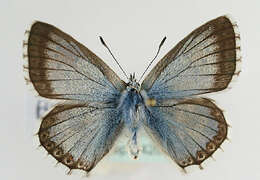 Image of <i>Polyommatus coridon</i>