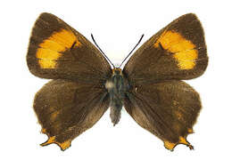 Image of Brown Hairstreak