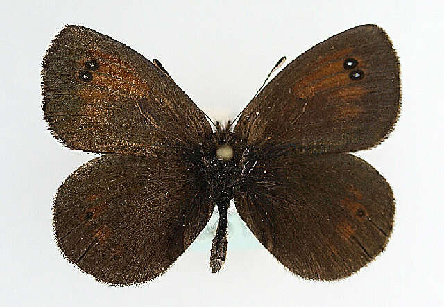 Image of De Lesse’s Brassy Ringlet