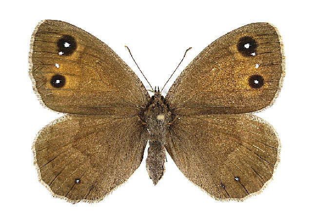 Image of <i>Satyrus ferula</i>