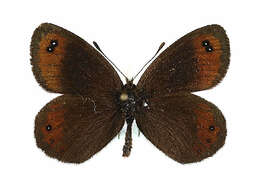 Image of Erebia montanus De Prunner 1798