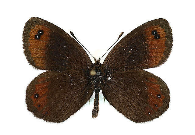 Image of Erebia montanus De Prunner 1798