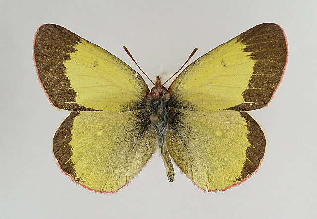 Image of Palaeno Sulphur