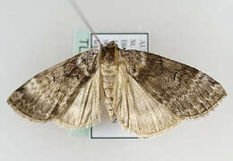 Image of Hooktip and False Owlet Moths
