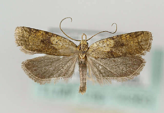 صورة Agonopterix doronicella Wocke 1850