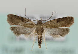 Image of Agonopterix purpurea Haworth 1812