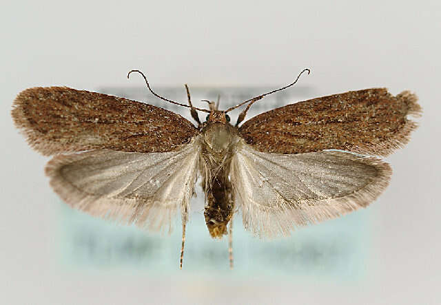 Image of Depressaria olerella Zeller 1854