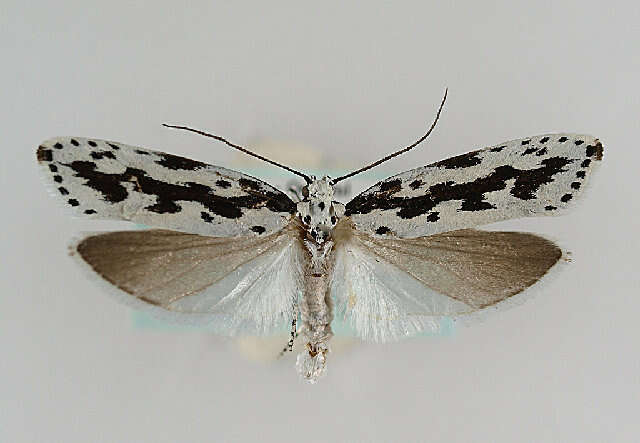 Imagem de Ethmia pusiella Roemer 1789