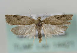 Image of Acleris notana Donovan 1806