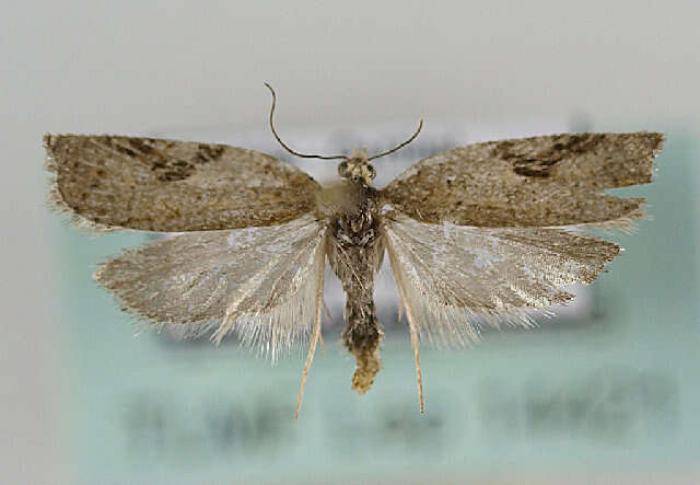 Image of Acleris notana Donovan 1806