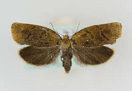 Image of leches twist moth