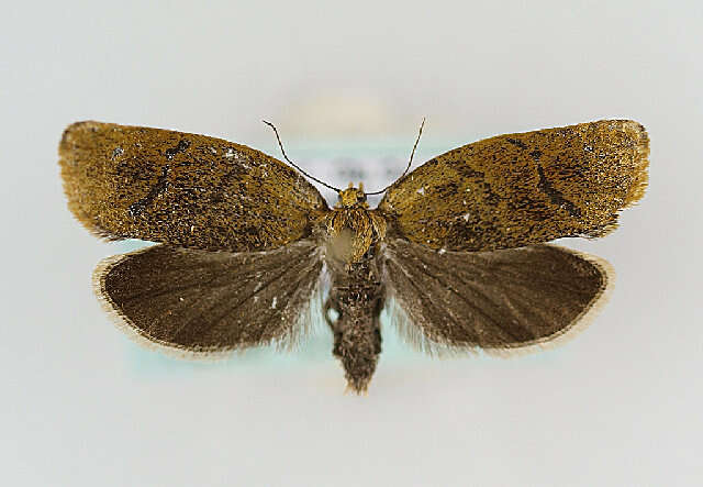 Image of leches twist moth