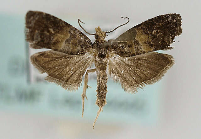 Image of Tortricid moth