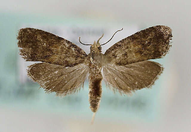 Image of Tortricid moth