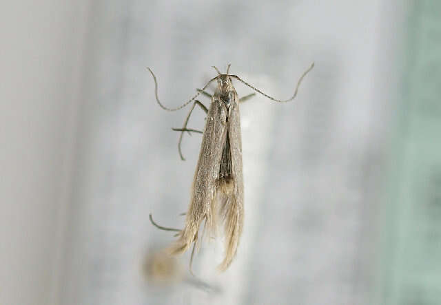 Coleophora alticolella Zeller 1849的圖片