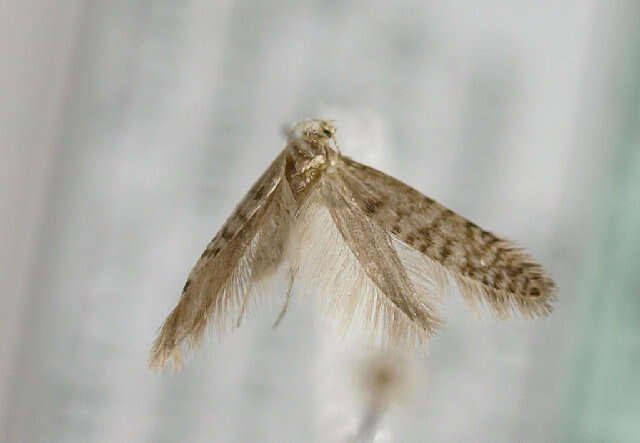 Image of Argyresthia fundella Fischer von Röslerstamm 1835