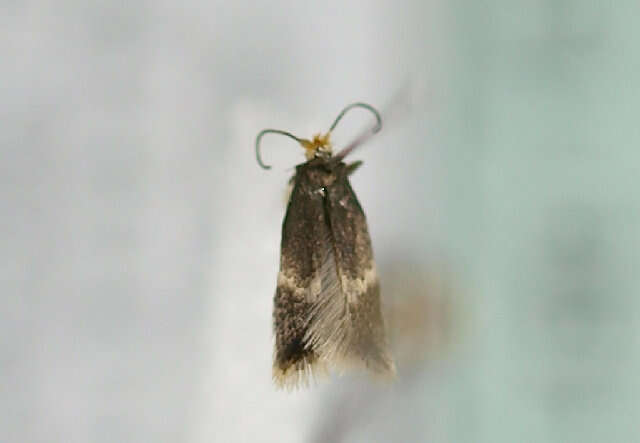 Image of Stigmella myrtillella (Stainton 1857) Vári 1944