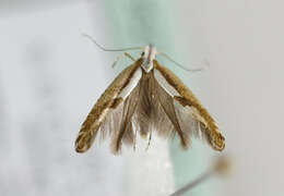 Image of <i>Argyresthia bonnetella</i>