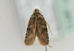 Image of Agonopterix purpurea Haworth 1812