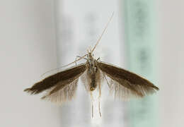 صورة <i>Coleophora albella</i>