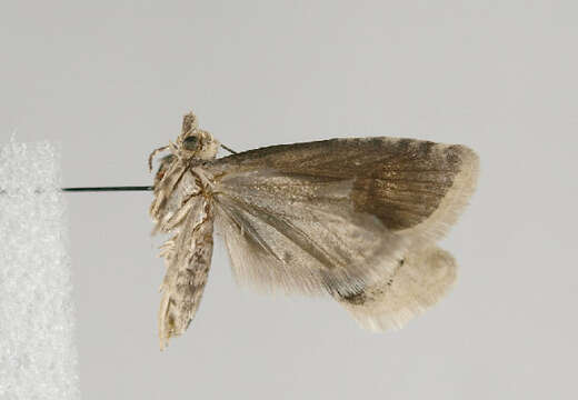 Image of Epinotia bilunana Haworth 1811