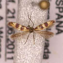 Image of <i>Micropterix stuebneri</i>