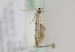 Image of <i>Coleophora nutantella</i>