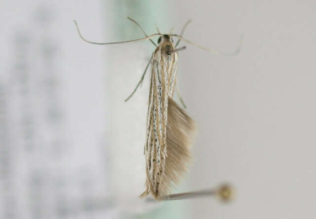 Image of <i>Coleophora nutantella</i>