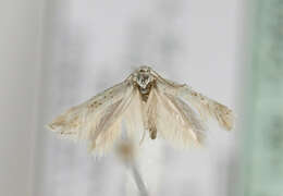 Image of Elachista rudectella Stainton 1849
