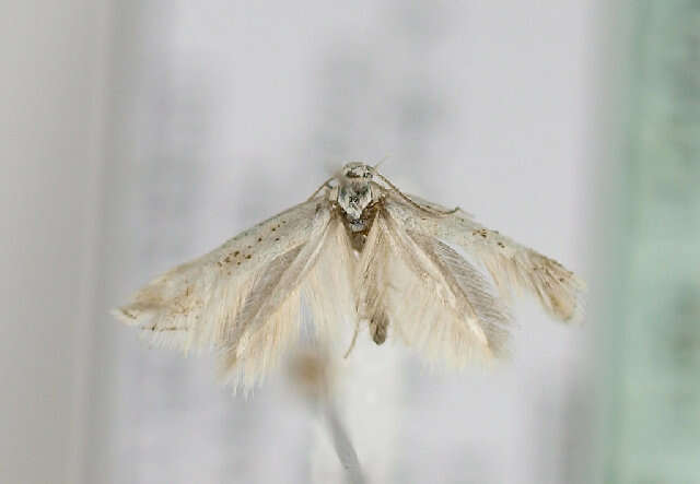 Image of Elachista rudectella Stainton 1849