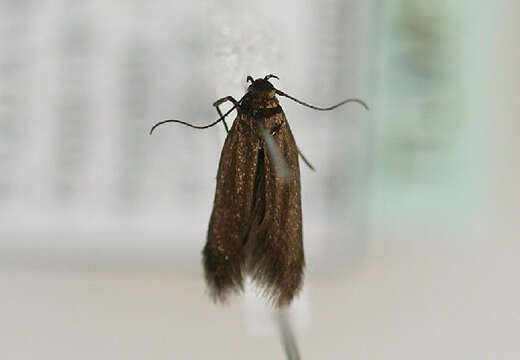 Image de Scythris laminella Hübner 1796