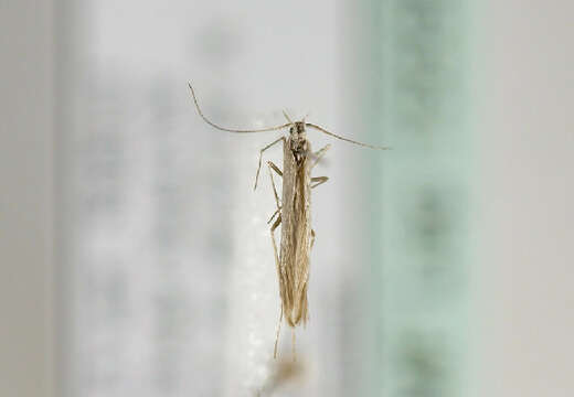 Image of Coleophorinae