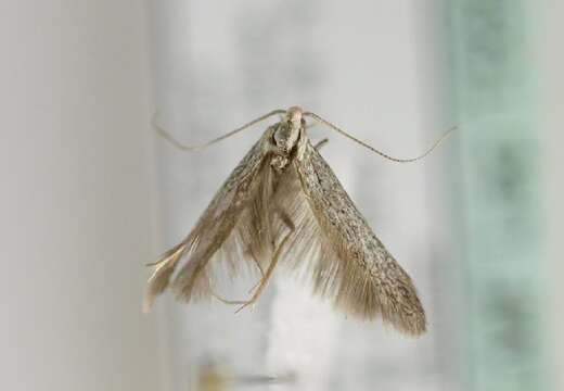 Image of grey fruit-tree case moth