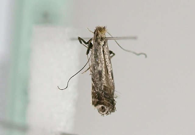 Image of Blackthorn Slender
