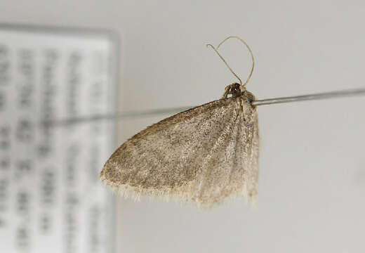 صورة Idaea typicata Guenée 1858