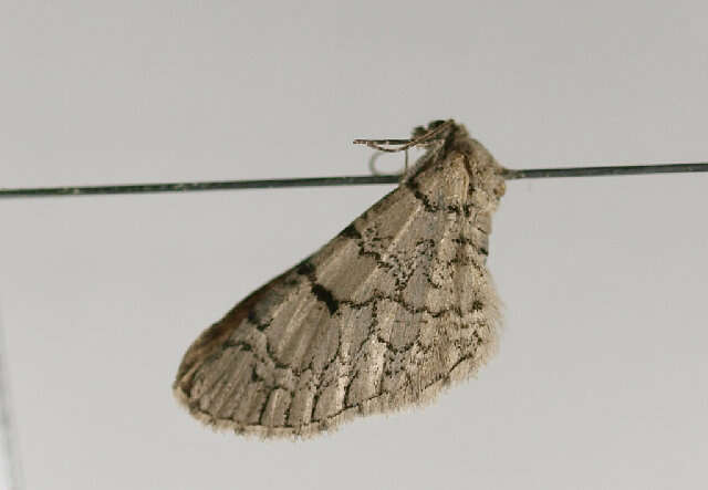 Image of Eupithecia schiefereri Bohatsch 1893