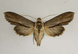 Image of Shargacucullia